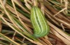 Erebia christi: L4-Raupe (Simplon-S&uuml;dseite, 2200m)