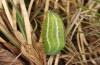 Erebia christi: L4-Raupe (Simplon-S&uuml;dseite, 2200m)