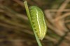 Erebia christi: L4-Raupe (Simplon-S&uuml;dseite, 2200m)