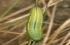 Erebia christi: L4-Raupe (Simplon-S&uuml;dseite, 2200m)