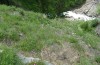 Erebia christi: Vor allem Weibchen saugen gerne an Thymus unterhalb der Steilhänge (Schweiz, Simplon-Südseite, Anfang Juli 2019) [N]
