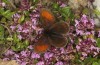 Erebia christi: M&auml;nnchen (Simplon-S&uuml;dseite, 2200m)