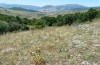 Aulocera circe: Habitat im nordgriechischen Askiongebirge bei Siatista Ende Juni 2013) [N]