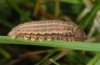 Erebia claudina: Larva after the last moult  [S]