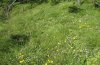 Erebia claudina: Larval habitat (Gurktaler Alps) [N]