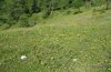 Erebia claudina: Habitat (Gurktaler Alps, July 2009) [N]