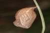 Coenonympha corinna: Pupa (e.o. rearing, Sardinia, 2023) [S]