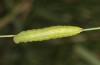 Coenonympha corinna: Larva in the ultimate instar (e.o. rearing, Sardinia, 2023) [S]