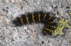 Euphydryas cynthia: Larva (Bulgaria, Rila, 2200m asl, early August 2013) [N]