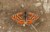 Euphydryas desfontainii: Male (e.l. rearing, Spanish East Pyrenees, Coll de Nargo, larvae found in mid-September 2021) [S]