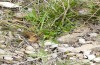 Euphydryas desfontainii: Larvalhabitat mit austreibender Cephalaria und Raupe (spanische Ostpyrenäen, Coll de Nargo, Raupenfunde Mitte Mai 2022) [N]