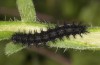 Euphydryas desfontainii: Larva in the penultimate instar (e.l. rearing, Spanish East Pyrenees, Coll de Nargo, larvae found in mid-September 2021) [S]