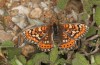 Euphydryas desfontainii: Female (e.l. rearing, Spanish East Pyrenees, Coll de Nargo, larvae found in mid-September 2021) [S]