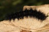 Euphydryas desfontainii: Larva in the final instar (e.l. rearing, Spanish East Pyrenees, Coll de Nargo, larvae found in mid-September 2021) [S]