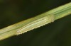 Erebia disa: Half-grown larva (e.o. rearing, N-Sweden, Kiruna, Krokvik, oviposition in late June 2020) [S]