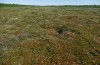 Erebia disa: Habitat (N-Sweden, Kiruna, Krokvik, late June 2020) [N]