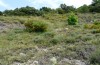 Coenonympha dorus: Habitat in Ostspanien (Juli 2013) [N]