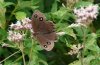 Minois dryas: Female (Ticino, Isone, late August 2008) [N]