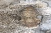 Nymphalis egea: Pupa (e.l. rearing, Greece, Platamonas, found in early April 2022) [S]