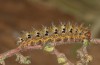 Nymphalis egea: Larva (Crete, mid-October 2025) [M]