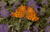 Nymphalis egea: Imago (Greece, Peloponnese, south of Kalamata, mid-June 2025) [N]