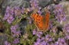 Nymphalis egea: Falter (Griechenland, Kalymnos, Ende Mai 2016) [N]