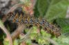 Nymphalis egea: Larva in penultimate instar (Litochoro, Greece, May 2008) [N]