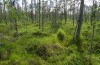 Erebia embla: Habitat (Nordfinnland, Muonio, Ende Juni 2020) [N]