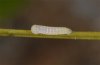 Erebia epiphron: L1-larva [S]