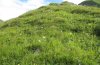 Erebia eriphyle: Habitat: frische Staudenflur in der subalpinen Stufe im Allgäu [N]