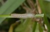 Erebia eriphyle: L1-larva (e.l. N-Alps) [S]