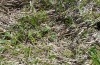 Boloria eunomia: Larval habitat near Memmingen in late April 2013