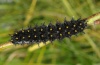 Boloria euphrosyne: Larva [S]