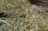 Boloria euphrosyne: Larvalhabitat auf der Ostalb bei Dischingen am 24. April 2013. Die Raupen leben an hageren, besonnten Stellen ohne zu dichte Vegetation. [N]