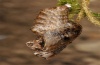 Boloria euphrosyne: Pupa [S]