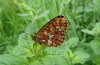 Boloria euphrosyne: Female [S]