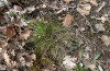 Hipparchia fagi: A Festuca tussock in which I observed a larva (Luberon, April 2013) [N]