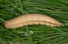 Hipparchia fatua: Larva (e.l. Samos 2009) [S]