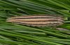 Satyrus ferula: Larva (Provence, France) [S]