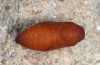 Hipparchia fidia: Pupa (e.l. Provence 2013) [S]