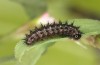 Boloria freija: Young larva (e.o. rearing, N-Sweden, Abisko, oviposition in late June 2020) [S]