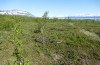 Boloria freija: Habitat (N-Schweden, Abisko, Ende Juni 2020) [N]