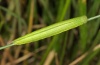 Coenonympha glycerion: Raupe (ssp. iphioides, e.o. Aisa 2010) [S]