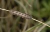 Erebia gorge: Half-grown larva [S]