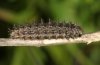 Boloria graeca: Larva in penultimate instar (e.o. Phalakron) [S]