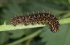 Brenthis hecate: Larva in last instar [S]