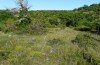 Brenthis hecate: Habitat with flowering Filipendula vulgaris in a grassland/oak woodland mosaic in Provence near Rians in late May 2013 [N]