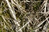 Coenonympha hero: Larva after last moult resting on shooting Carex brizoides (eastern Swabian Alb, Heidenheim/Brenz, 24/04/2013) [N]