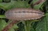 Aphantopus hyperantus: Larva [M]