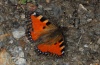 Nymphalis ichnusa: Falter (Sardinien, Gennargentu, 1200m NN, Mai 2012) [N]